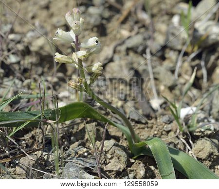 Snowy Bellavalia - Bellavalia nivalis Spring flowering bulb from Cyprus