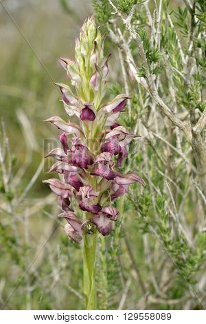 Bug Orchid - Orchis fragrans Small red orchid