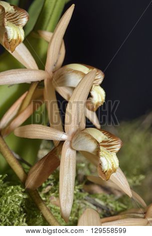 Velvety Coelogyne Orchid - Coelogyne velutina From Thailand and Malaysia