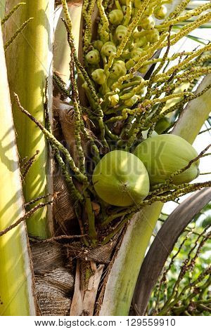 Green coconut at tree food healthy palm