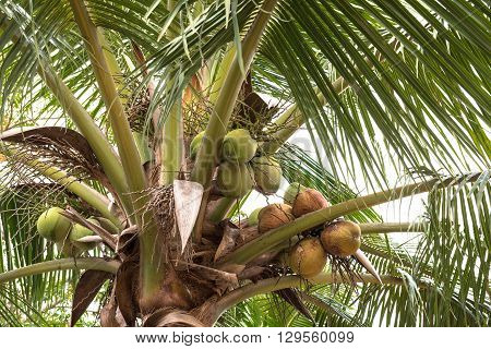 Green coconut at tree food healthy palm