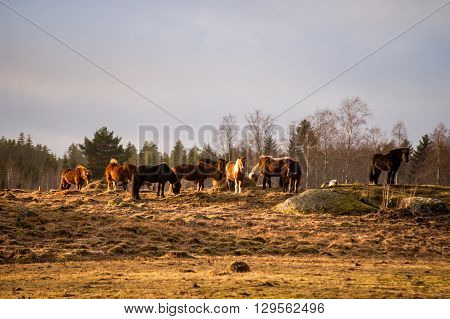 Herd of Icelandic horses grazing on pasture in sunshine
