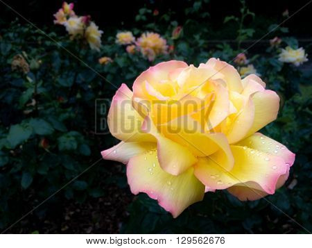 Close up of beautiful pink and yellow rose.