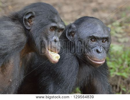 The Bonobos ( Pan Paniscus)