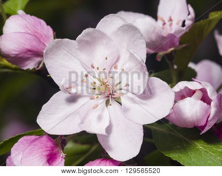 Blossom of apple tree with pink flowers on bokeh background macro selective focus shallow DOF