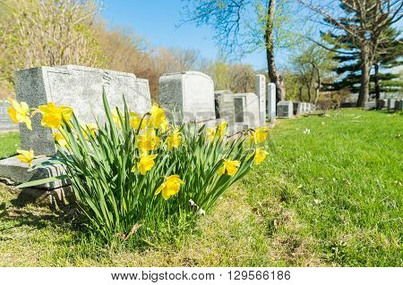 Tombstones In Montreal Cemetary With Yellow Jonquils In Springtime