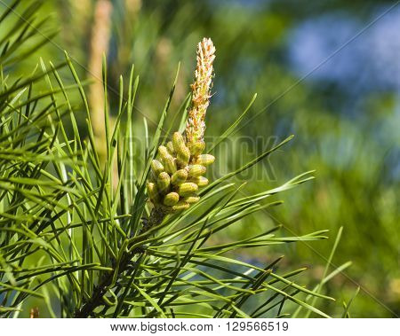 Young pine pinus pollen strobili and shoots macro selective focus shallow DOF