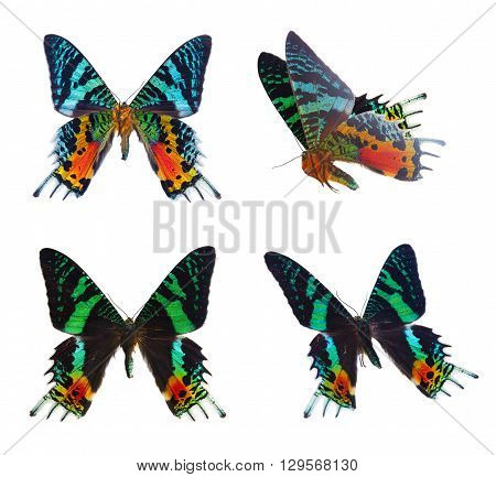 set of chrysiridia rhipheus butterflies isolated on white background
