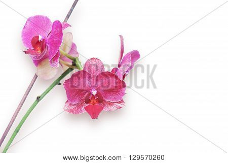 Macro shot of pink orchid isolated on white