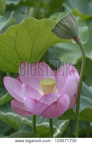 Sacred lotus (Nelumbo nucifera). Called Indian Lotus Bean of India and Lotus also. Image of flower and seedhead