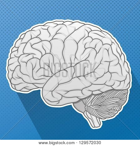 detailed human brain flat icon vector illustration
