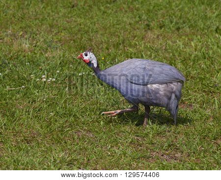 Farm bird on the grass that usually eats bothersome insects