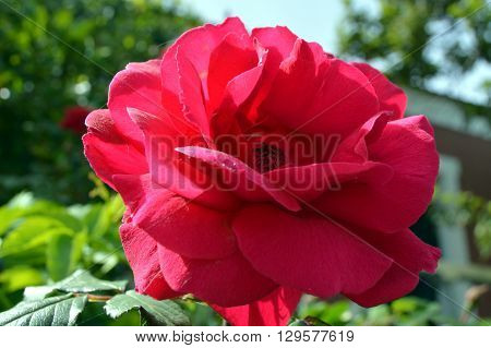Beautiful garden flowerssummer flower background in Crèta