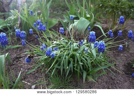Grape hyacinth in the garden. Spring photo