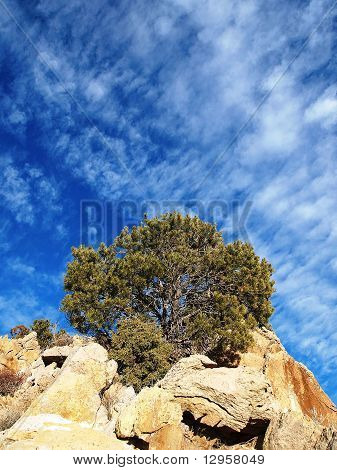 Lille Pinyon