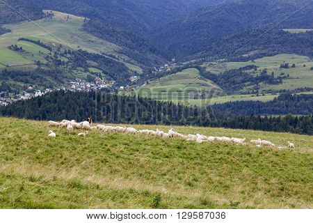 Shepherd with his flock in Pieniny Mountains, Poland