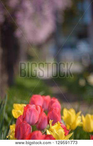 Red and yellow tulips with Cherry tree background