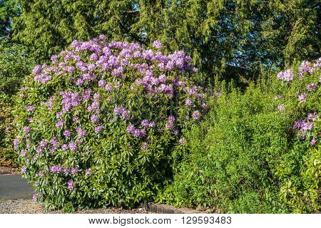 The state flower of Washington grows big in Burien Washington.