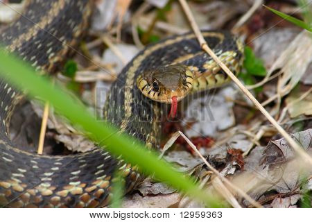 Thamnophis (Thamnophis sirtalis)