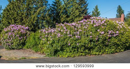 The state flower of Washington grows big in Burien Washington.