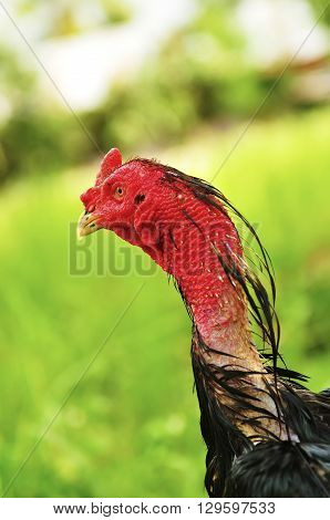 the big rooster with red head at out door