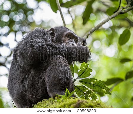 Close Up Portrait Of Chimpanzee ( Pan Troglodytes ) Resting  On The Tree In The Jungle