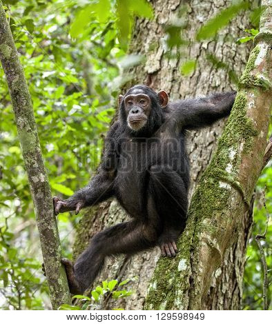 Close Up Portrait Of Chimpanzee ( Pan Troglodytes ) Resting  On The Tree In The Jungle
