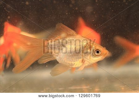 Young Small Goldfish