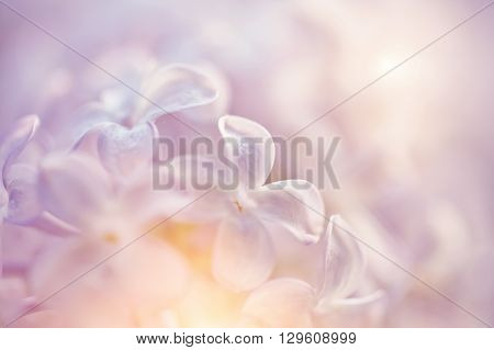 Blurred background with flowers of a lilac close up