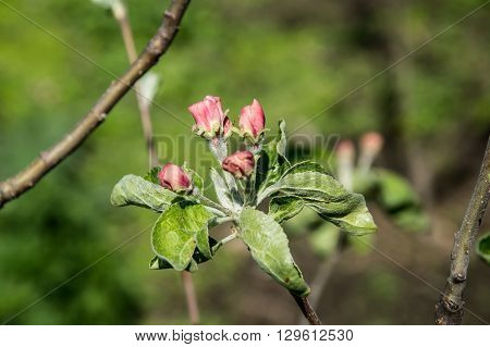 Apple orchard in bloom in the evening