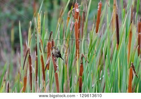 Brown Bird, Known As Pardal, Just Resting