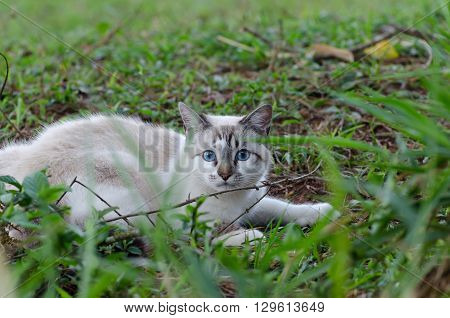 Cute Cat With Blue Eyes Playing Around