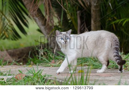 Cute Cat With Blue Eyes Playing Around