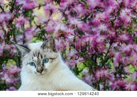 Cute Cat With Blue Eyes Playing Around