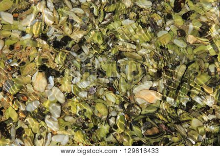 Scene in the Abel Tasman national park New Zealand. Colorful shells in clear water.
