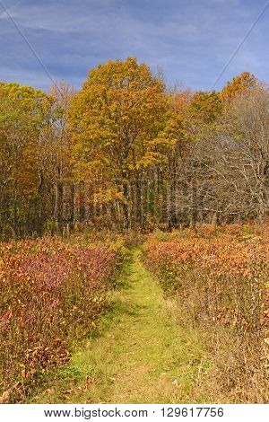 Path into the Fall Forest on the Blue Ridge Parkway in Virginia