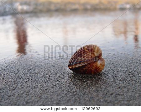 muslingeskal på stranden