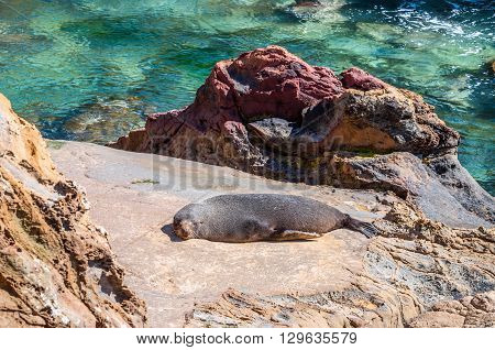 New Zealand fur seal (Arctocephalus Forsteri) at wildlife sanctuary sunbathing on a rock