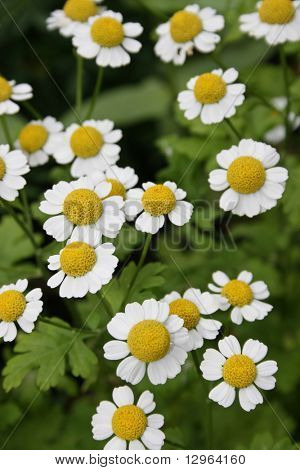 Camomiles daisywheels