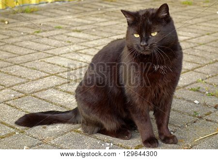 black cat sitting on the concrete pavement