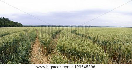 Field with a track with a clear sky