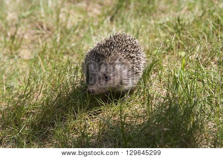 Little hedgehog running on the green grass