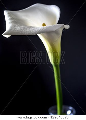 Zantedeschia aethiopica calla lily It is a rhizomatous herbaceous perennial plant evergreen where rainfall and temperatures are adequate