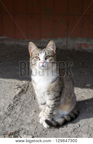 Homeless cats came to bask in the sun