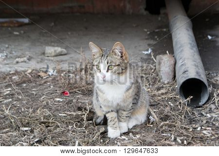 Homeless cats came to bask in the sun
