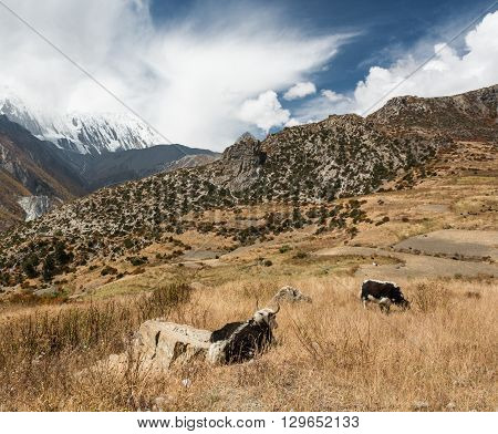 Mountain pastures with yak grazin under dramatic sky. Annapurna region in Nepal.