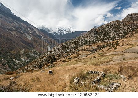 Mountain pastures with yak grazin under dramatic sky. Annapurna region in Nepal.