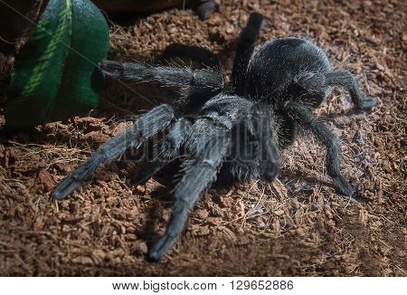 Adult female Brazilian black tarantula in captivity.
