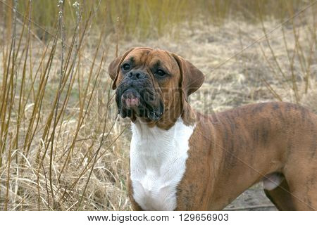 Walks outdoors with dogs. Nature. Animals. Wildlife.
Landscapes of the nature, walk by the nature.
