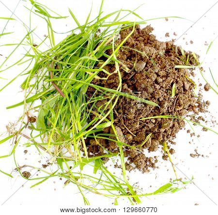 freshh grass on a soil in a studio